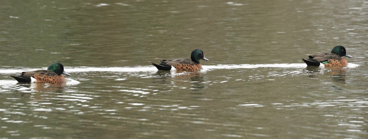 Chestnut Teal - ML646769134