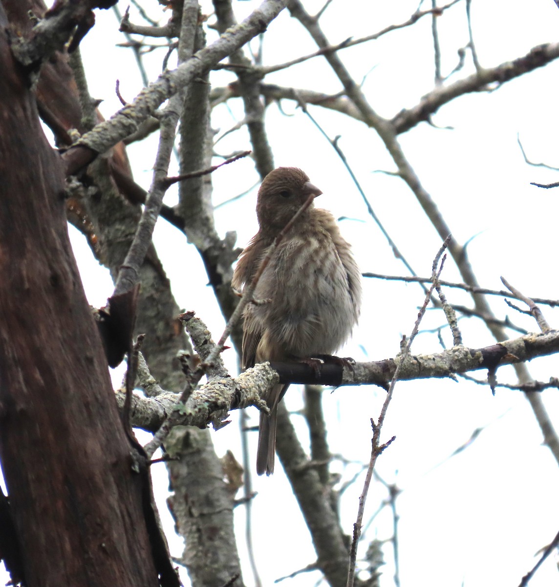 husrosenfink - ML646769138