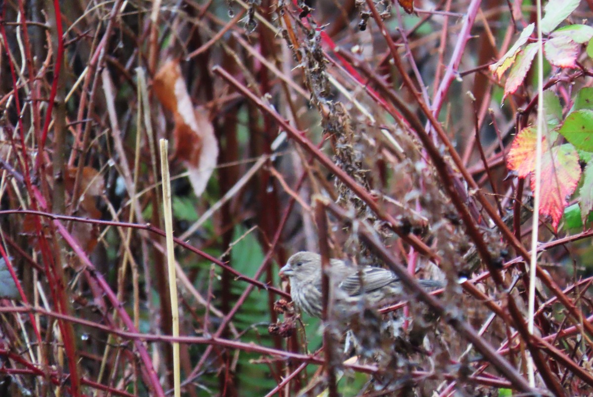 husrosenfink - ML646769139