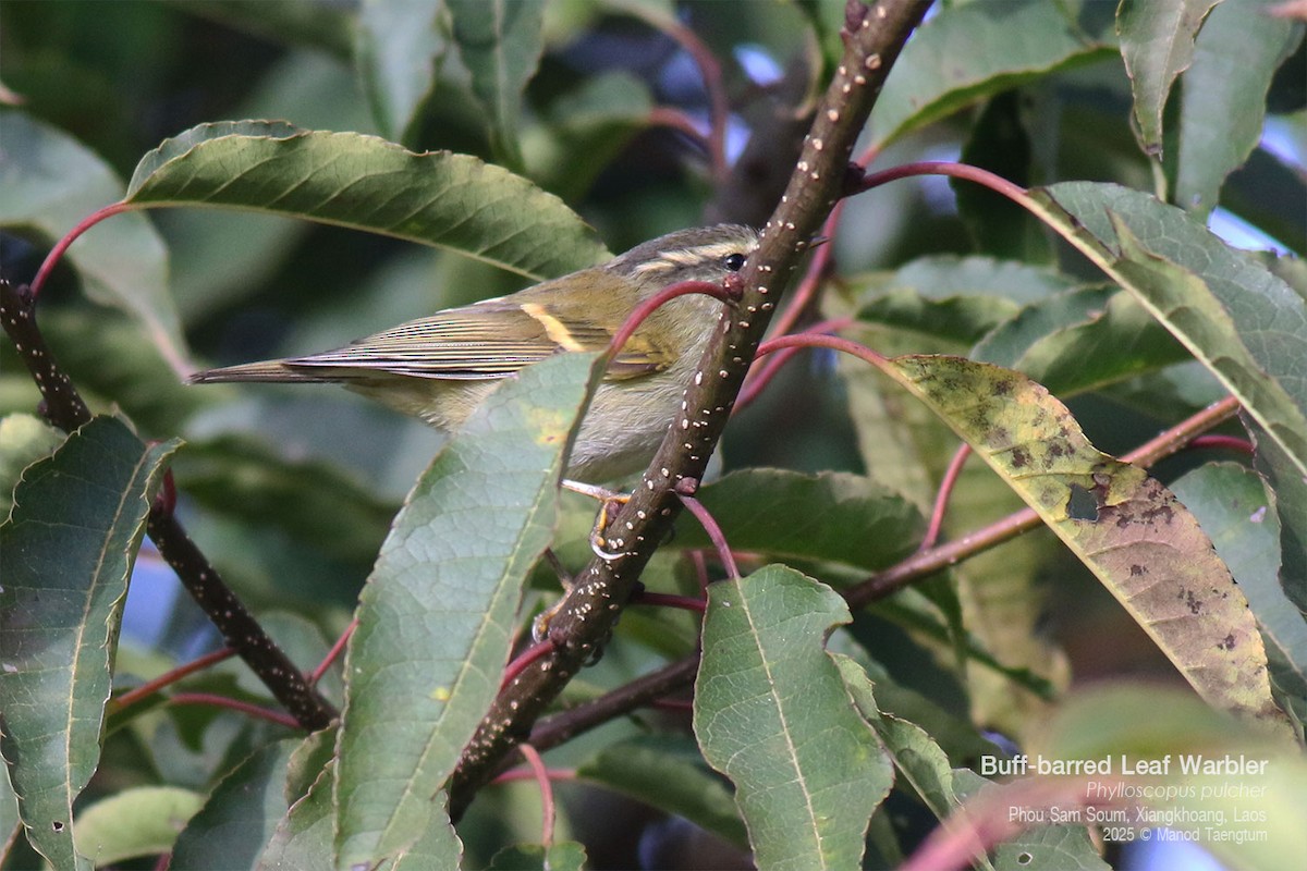 Buff-barred Warbler - ML646769142