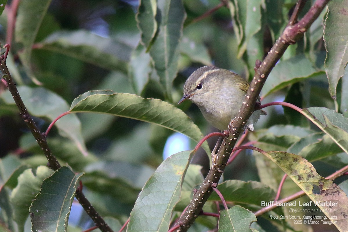 Buff-barred Warbler - ML646769143