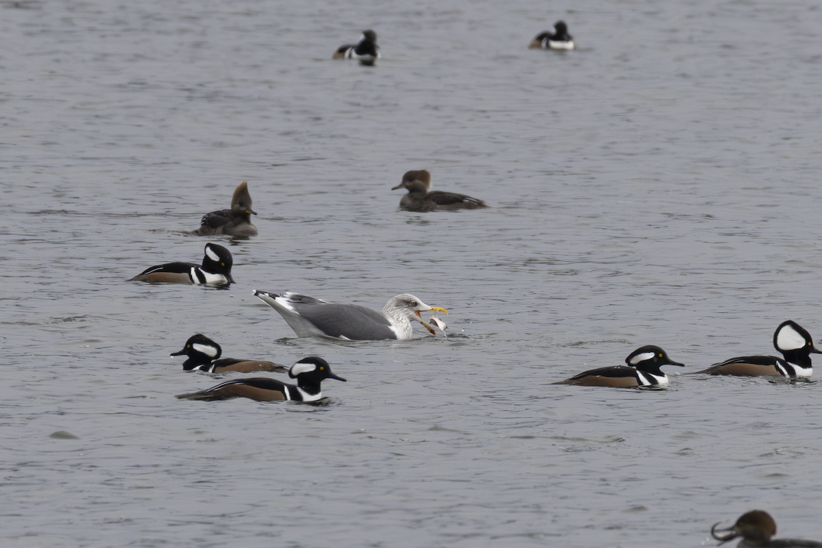 Lesser Black-backed Gull - ML646769144