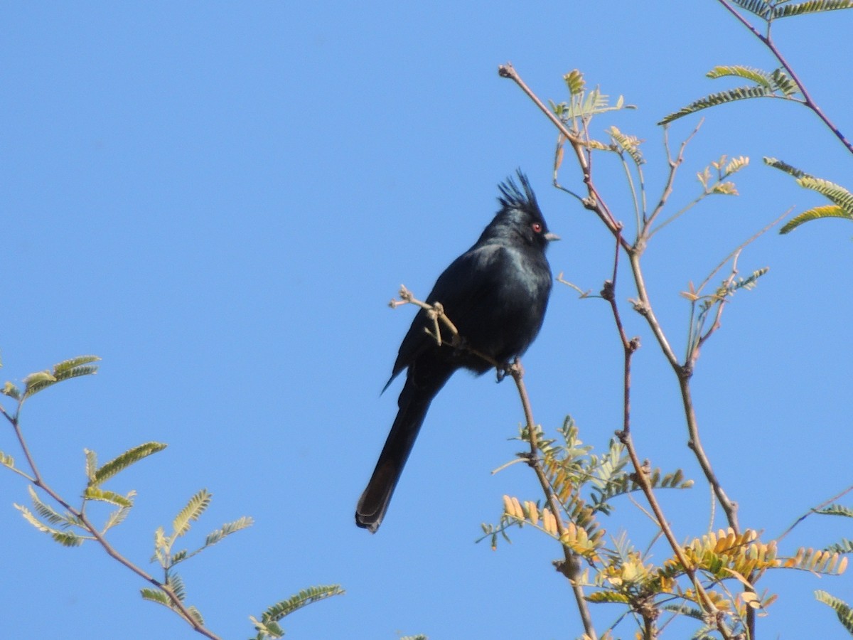 Phainopepla - ML646769145