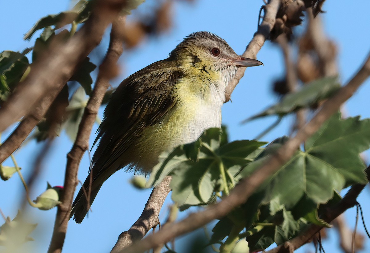 Yellow-green Vireo - ML646769146