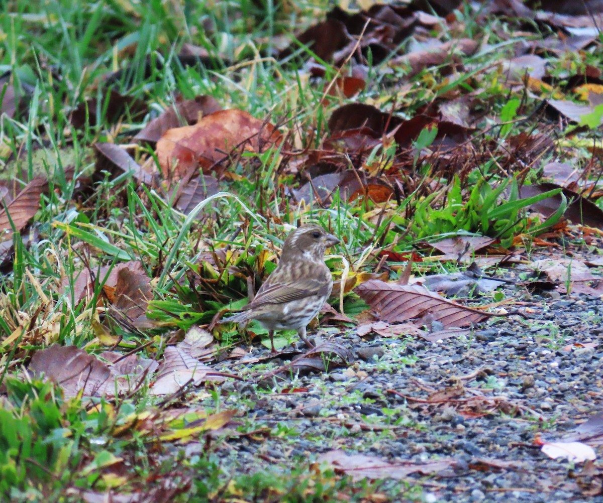 purpurfink - ML646769149