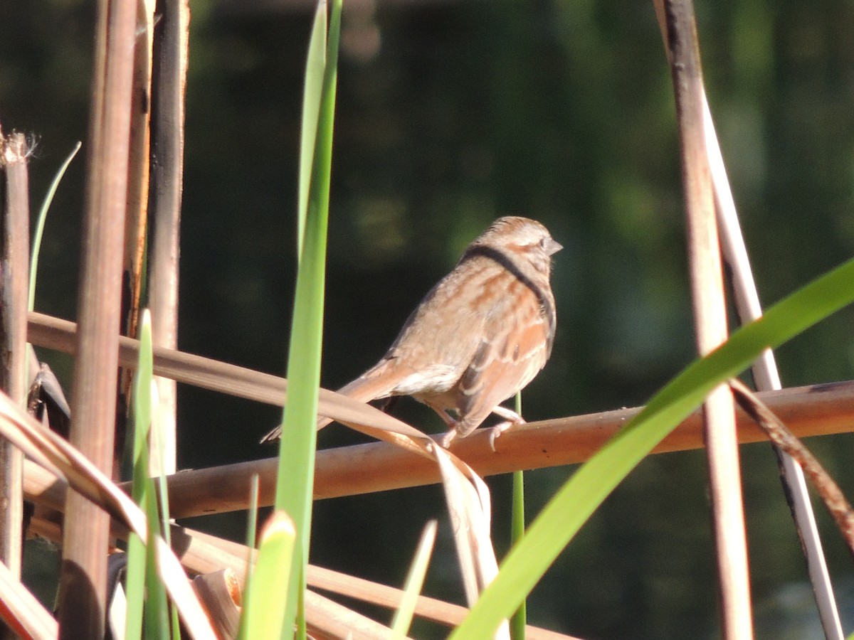 Song Sparrow - ML646769150