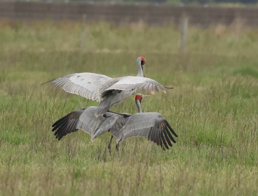Brolga - ML646769153