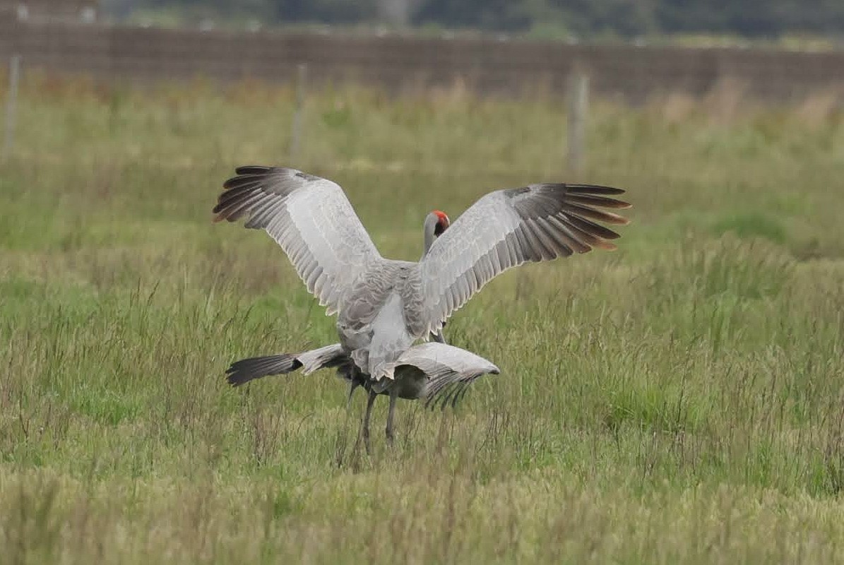 Brolga - ML646769154