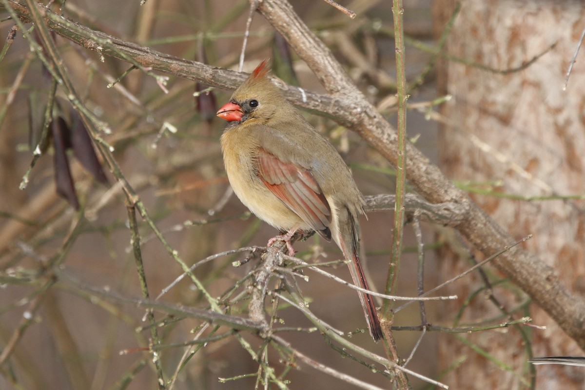 Kırmızı Kardinal - ML646769155