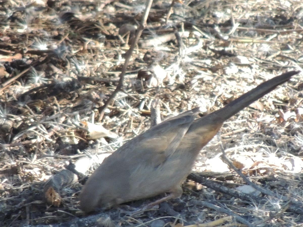 Abert's Towhee - ML646769157