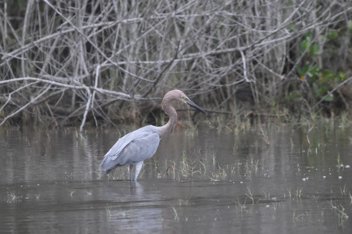 Reddish Egret - ML646769158