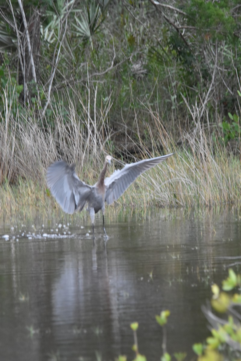 Reddish Egret - ML646769159