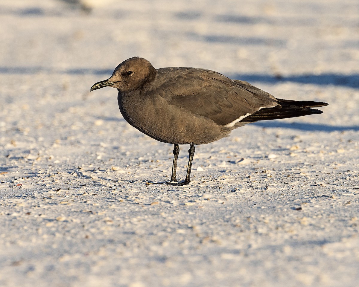 Gray Gull - ML646769161