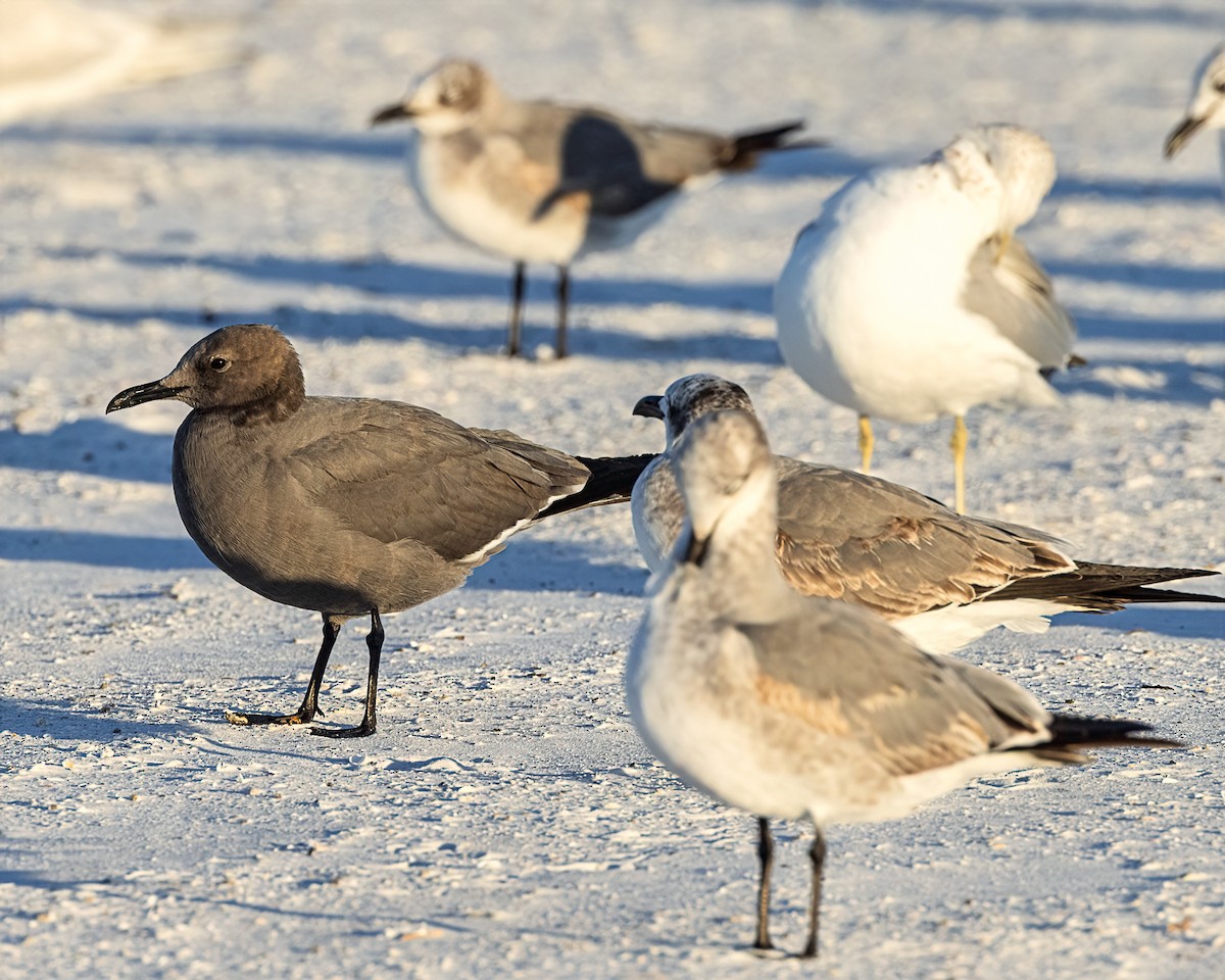 Gray Gull - ML646769162