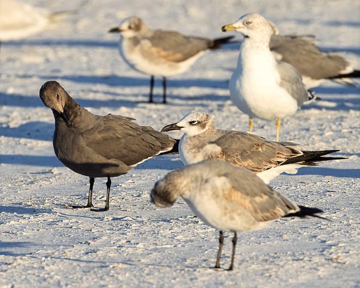 Gray Gull - ML646769163
