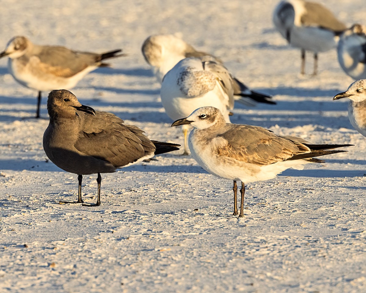 Gray Gull - ML646769164