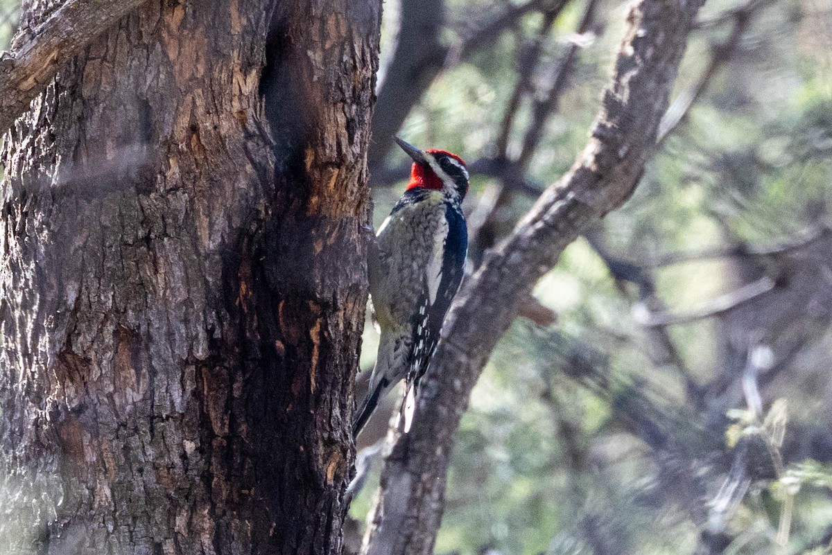 Red-naped Sapsucker - ML646769165