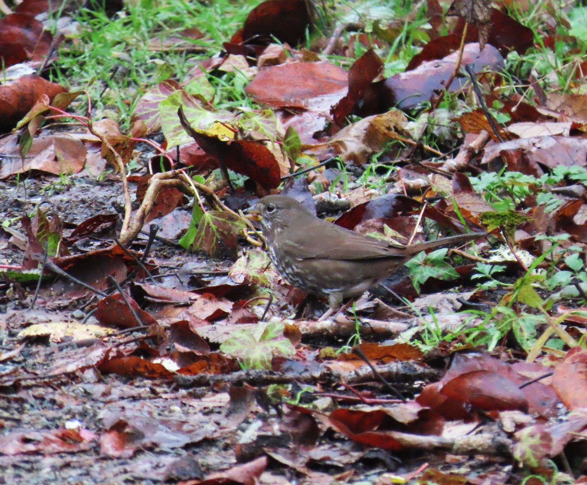 revespurv - ML646769167