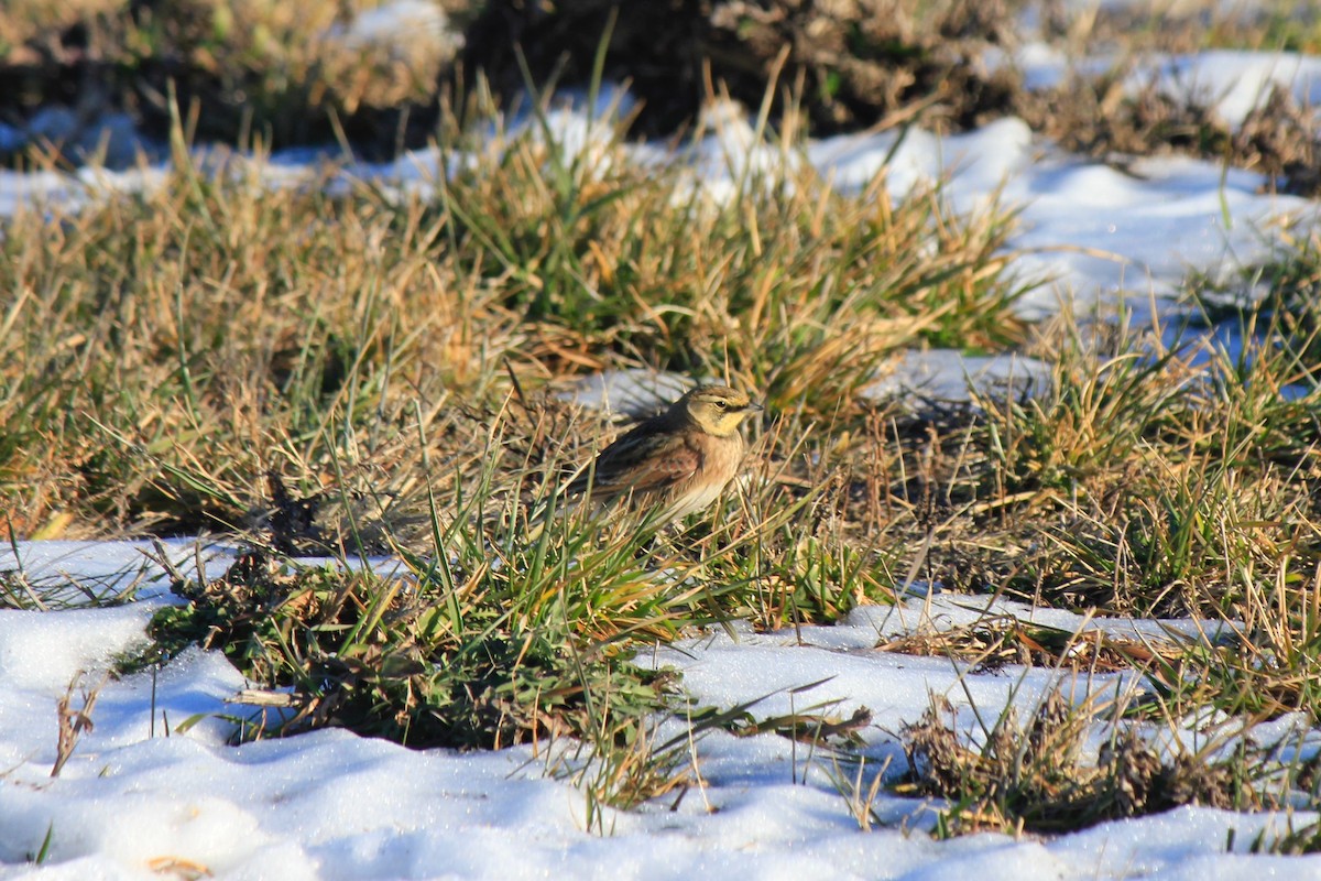 Alouette hausse-col - ML646769170