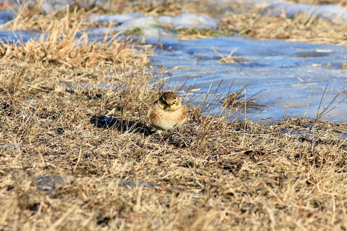 Alouette hausse-col - ML646769171