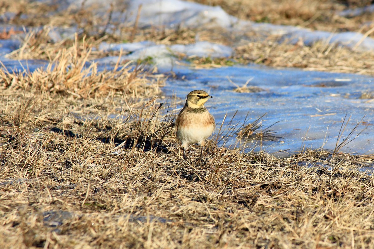 Alouette hausse-col - ML646769172