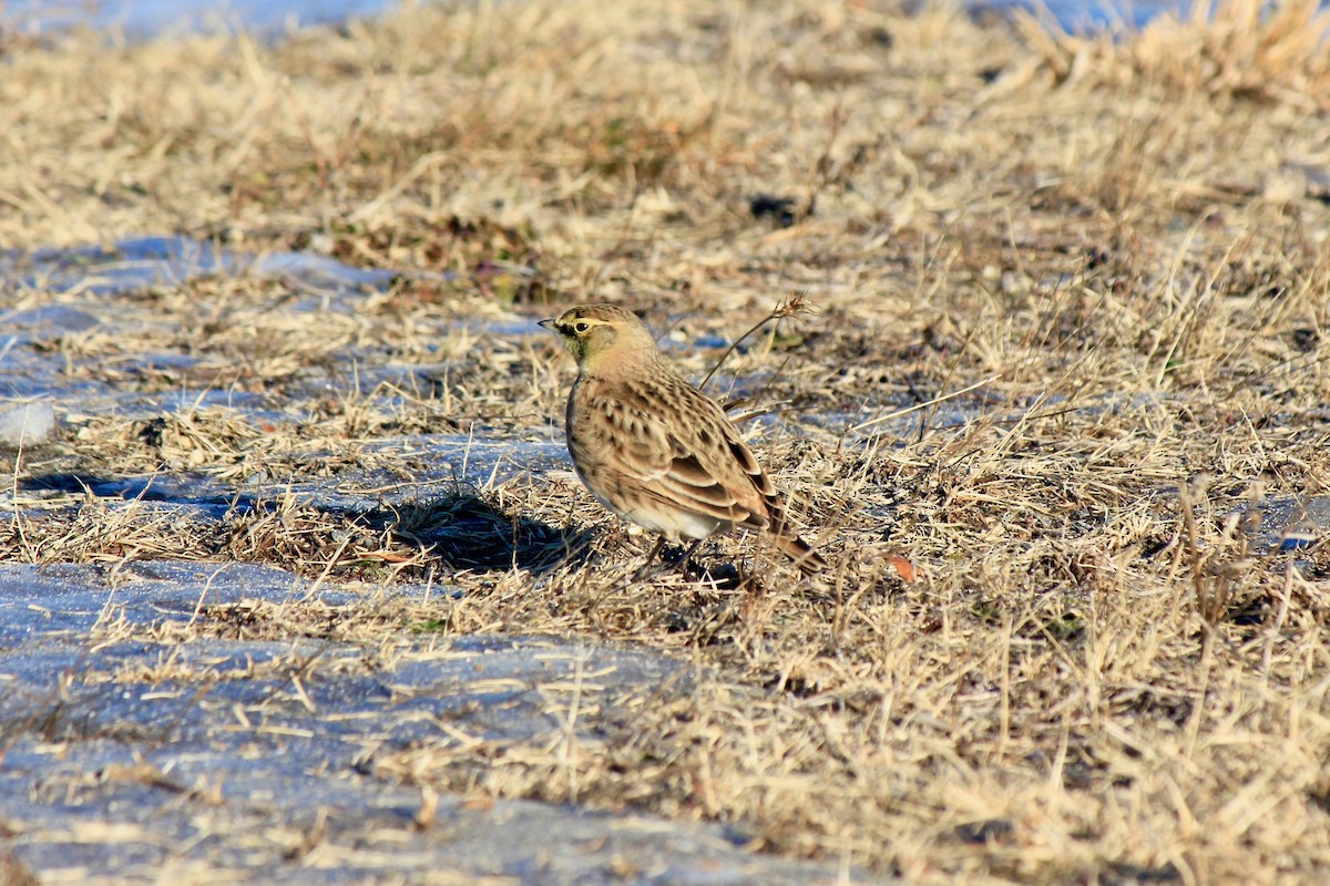 Alouette hausse-col - ML646769173