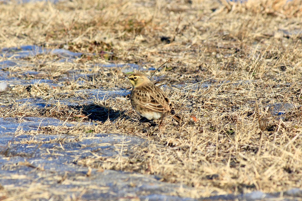 Alouette hausse-col - ML646769174