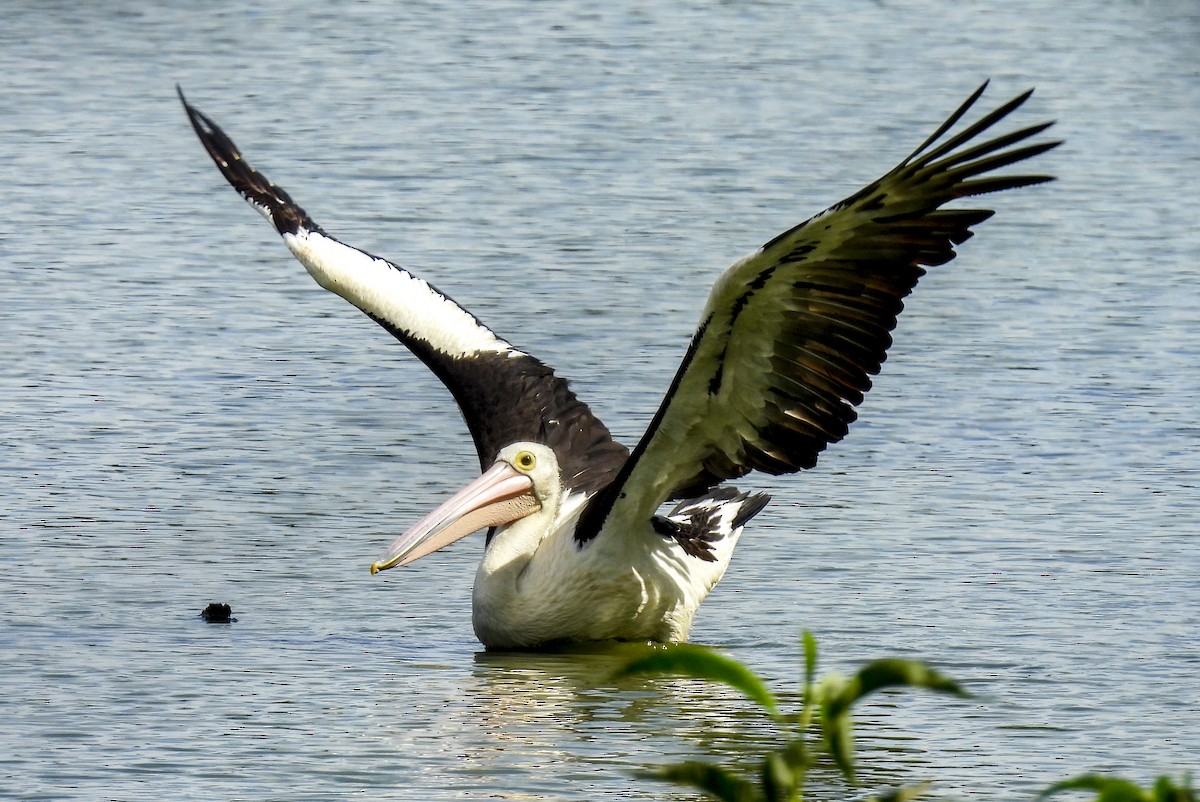 Пелікан австралійський - ML646769175