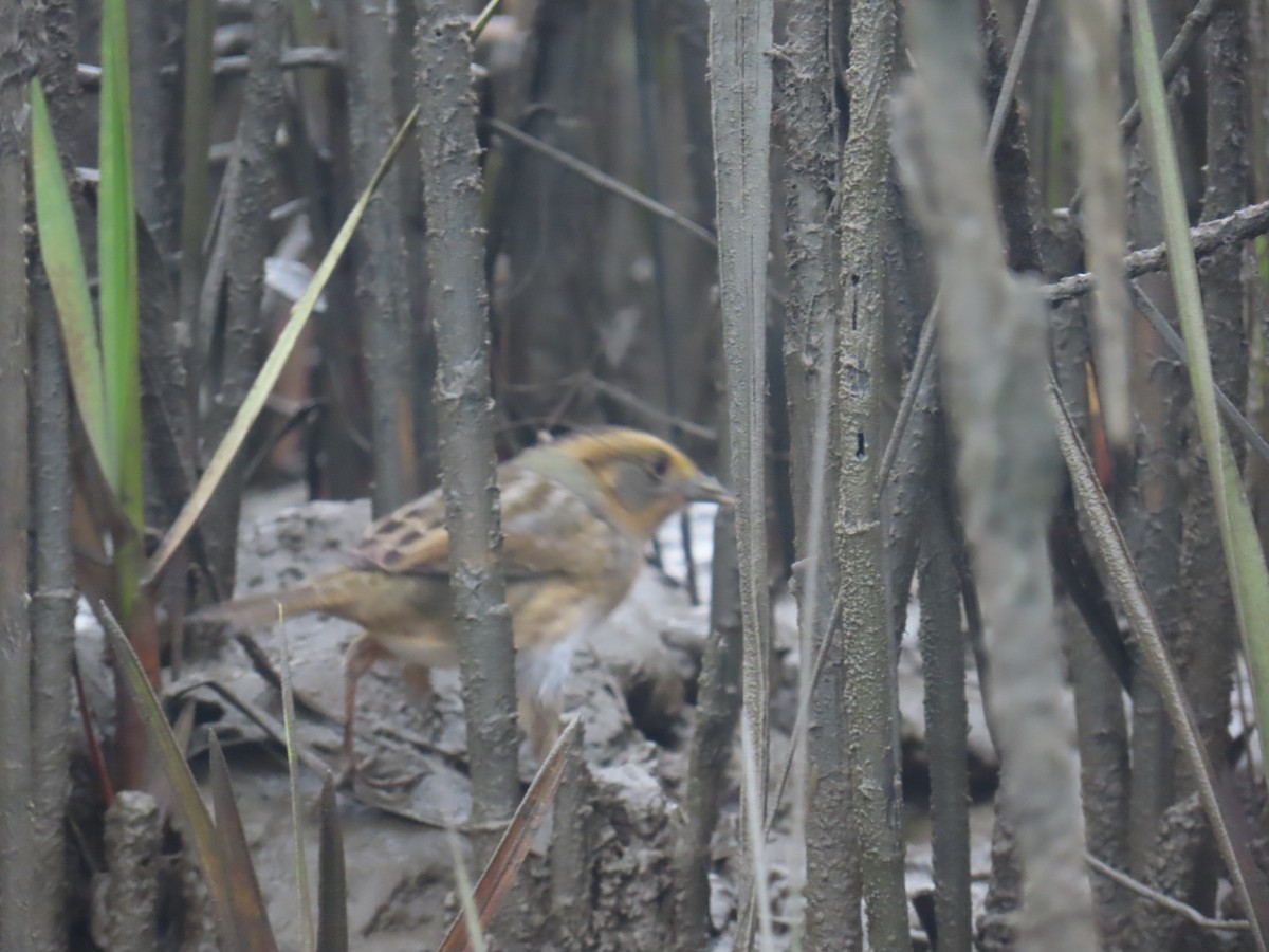 nålstjertspurv - ML646769177