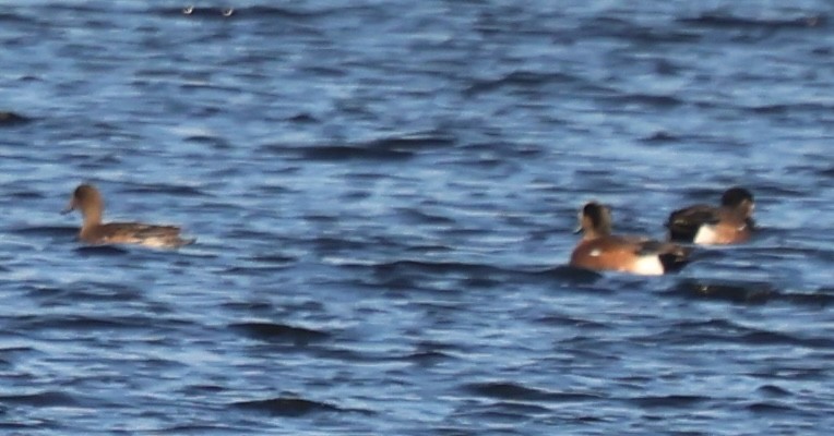 Silbón Americano - ML646769180