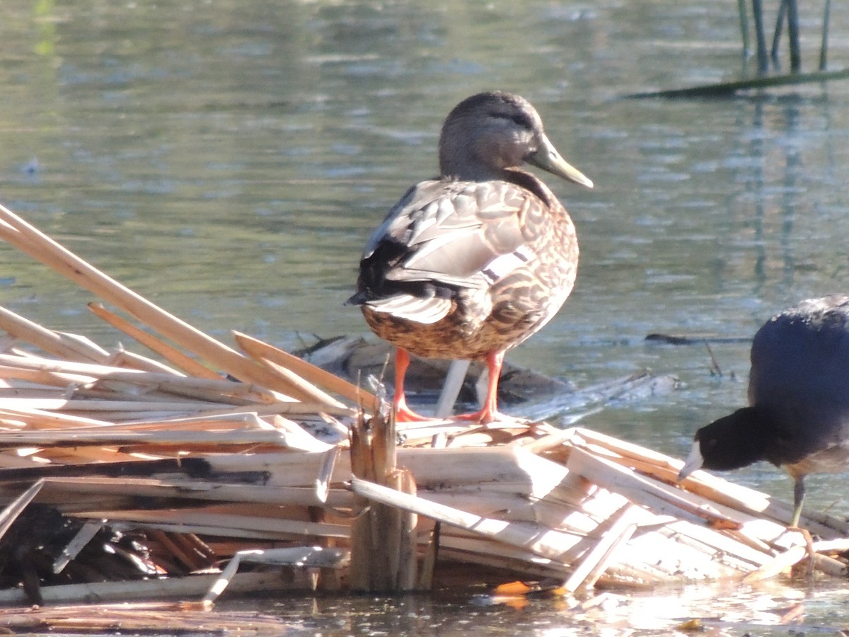 Mallard x Mexican Duck (hybrid) - ML646769181