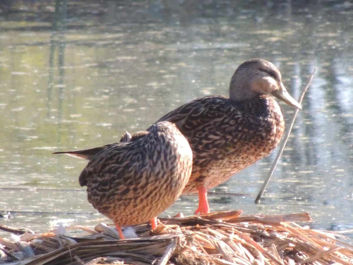 Mallard x Mexican Duck (hybrid) - ML646769182