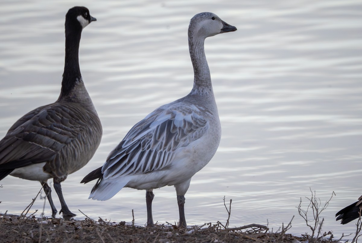 Snow Goose - ML646769183