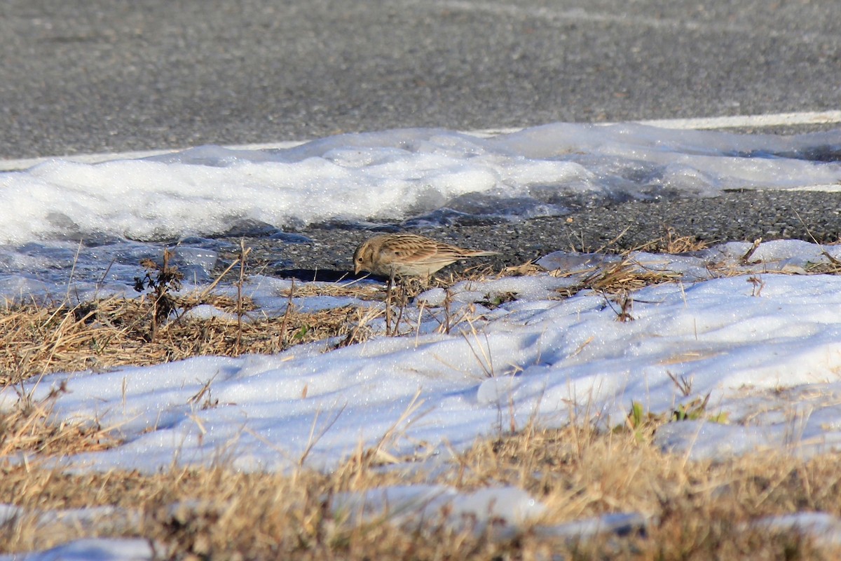 Plectrophane à ventre noir - ML646769184