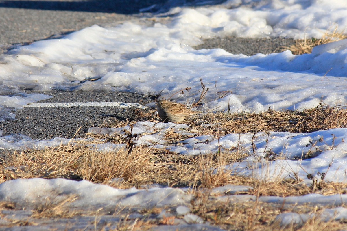 Plectrophane à ventre noir - ML646769185