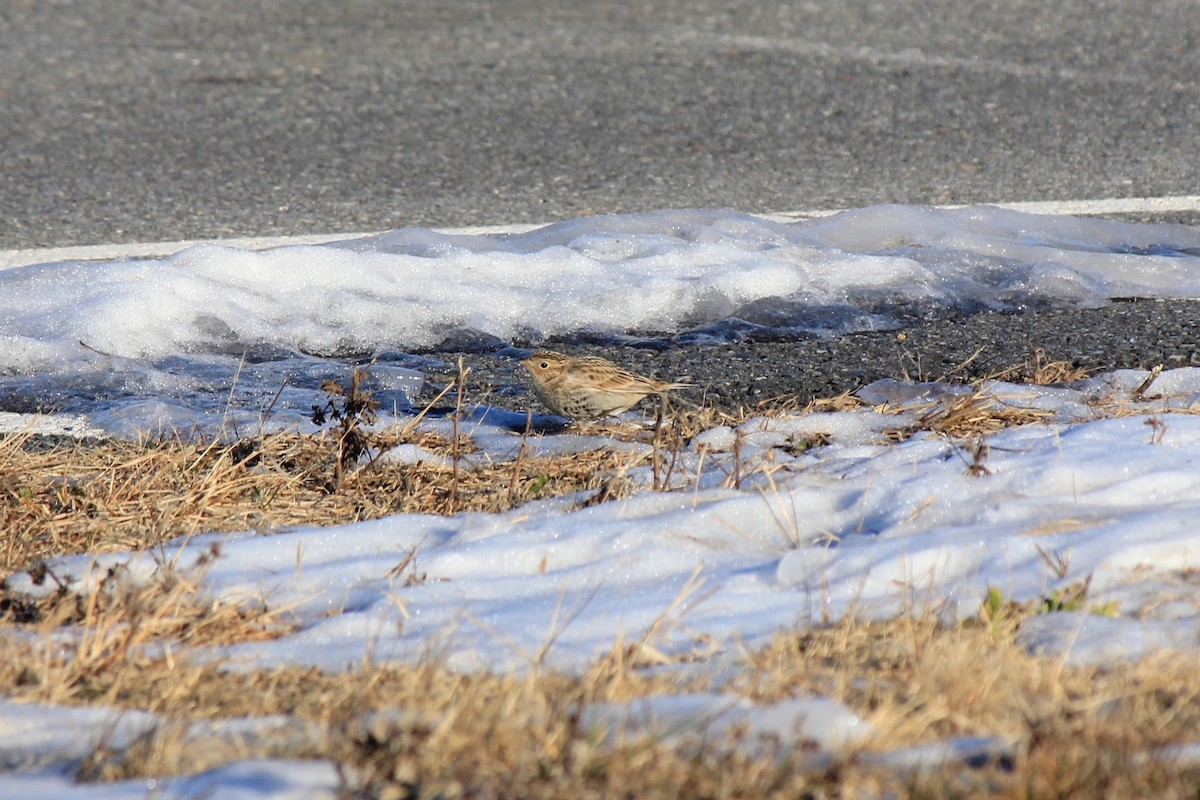 Plectrophane à ventre noir - ML646769186