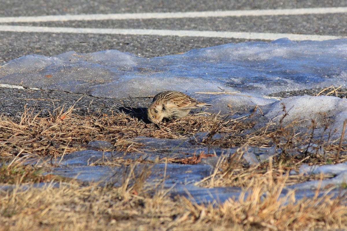 Plectrophane à ventre noir - ML646769187