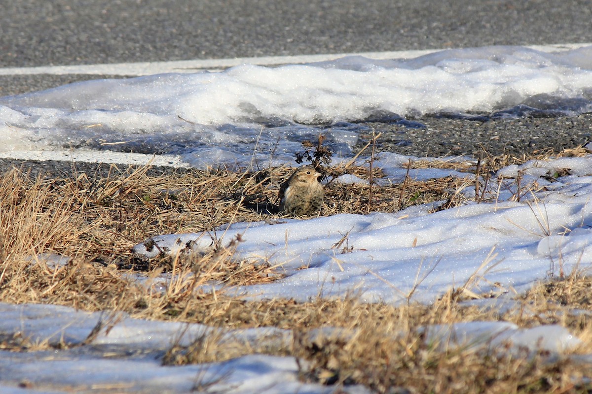 Plectrophane à ventre noir - ML646769188