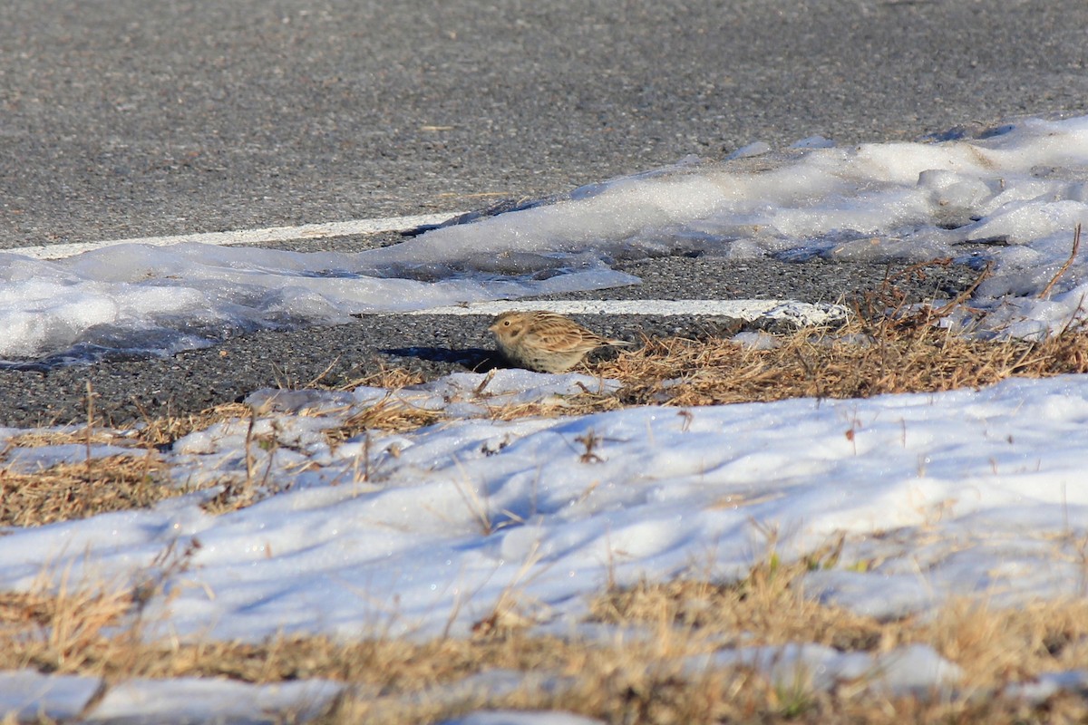 Plectrophane à ventre noir - ML646769189