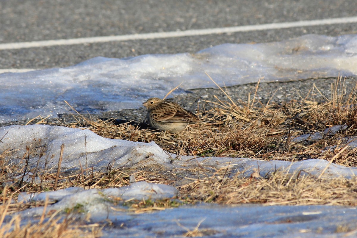 Plectrophane à ventre noir - ML646769190