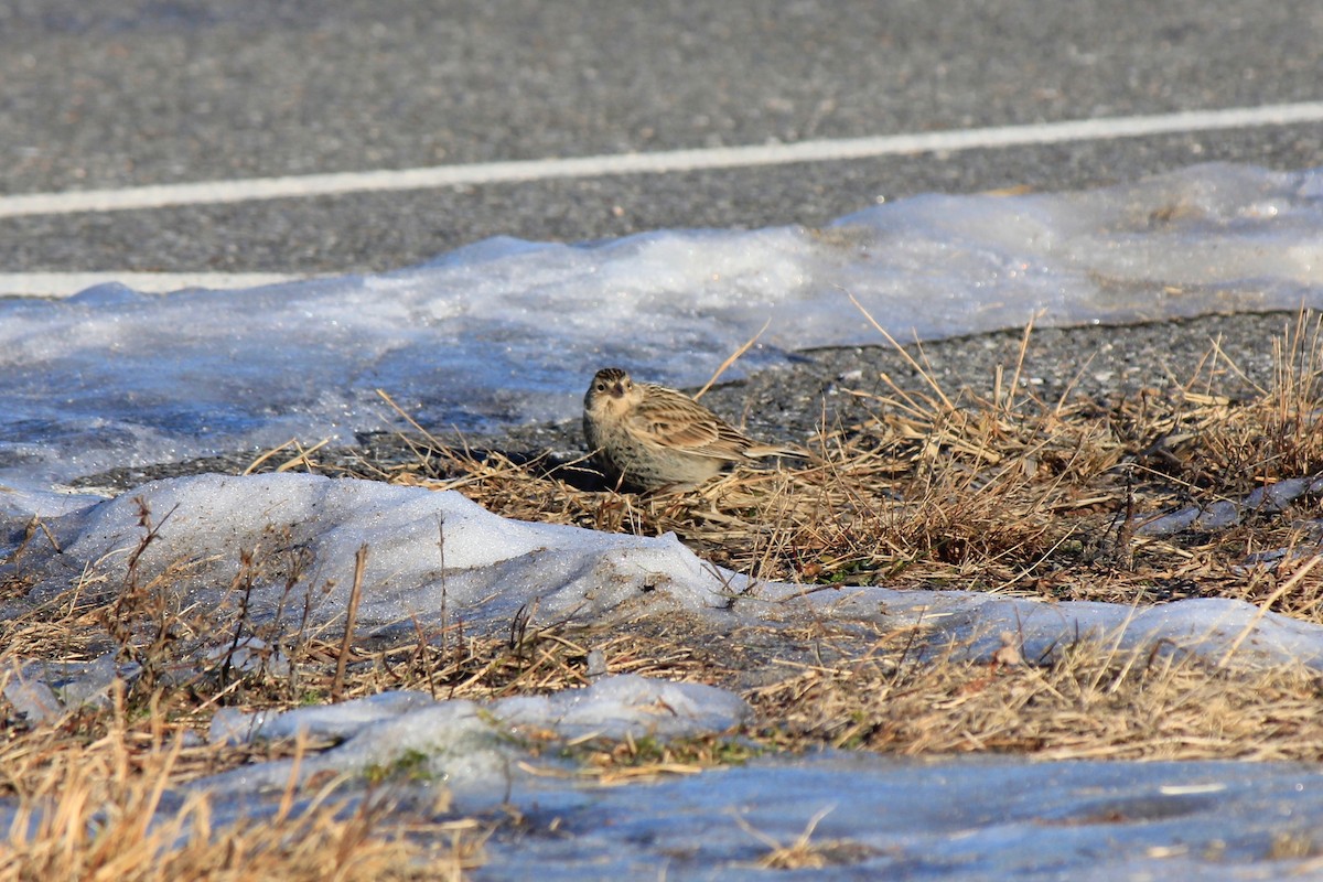 Plectrophane à ventre noir - ML646769191