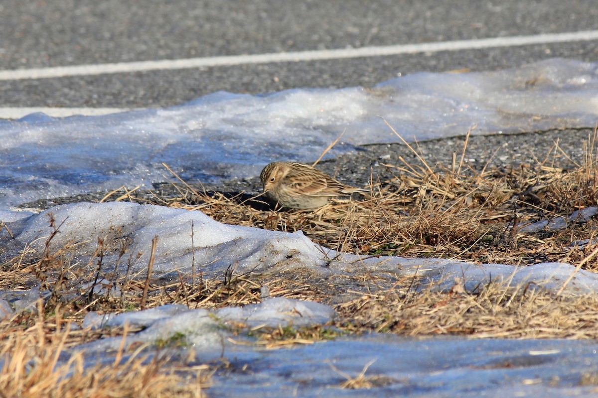 Plectrophane à ventre noir - ML646769192