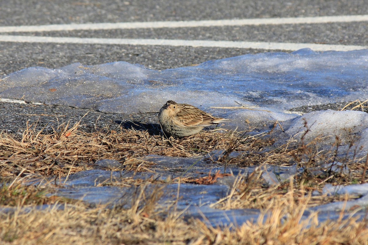 Plectrophane à ventre noir - ML646769193