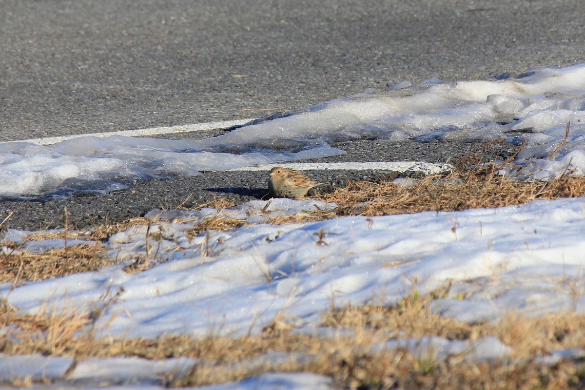Plectrophane à ventre noir - ML646769194