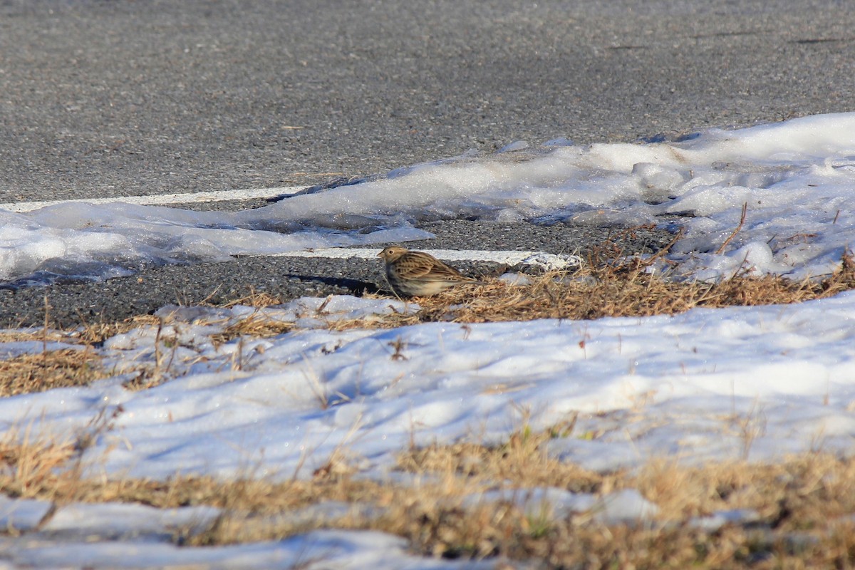Plectrophane à ventre noir - ML646769195