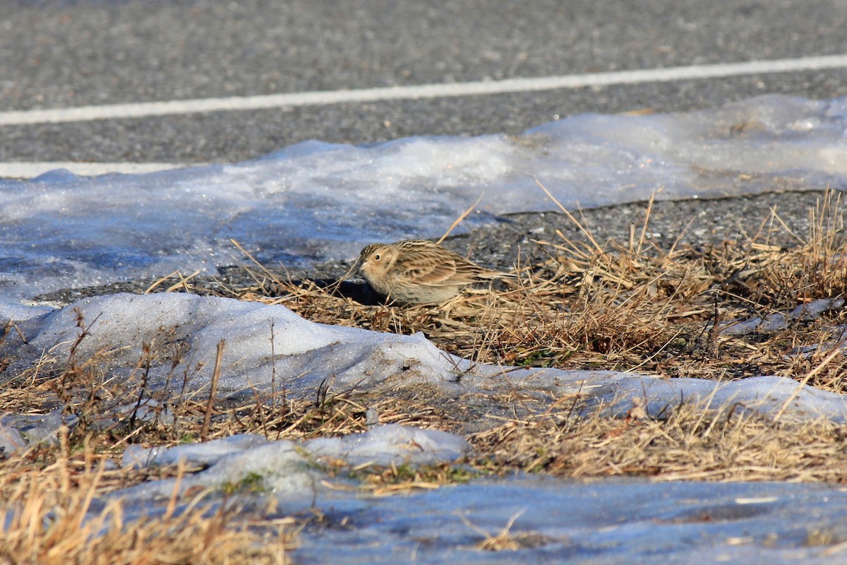 Plectrophane à ventre noir - ML646769196