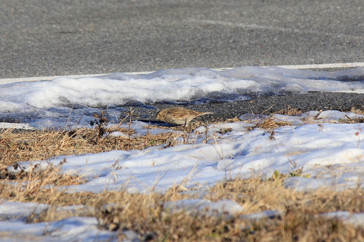Plectrophane à ventre noir - ML646769197