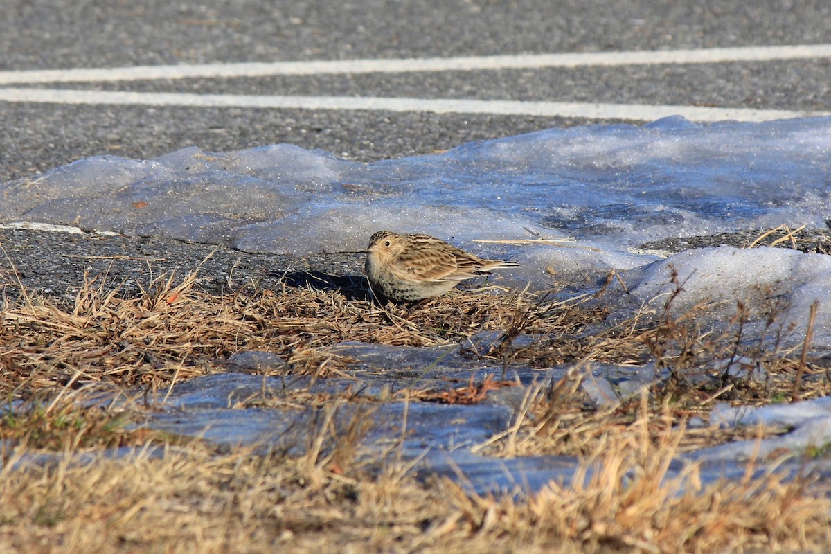 Plectrophane à ventre noir - ML646769198