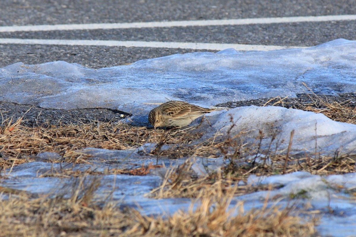 Plectrophane à ventre noir - ML646769199