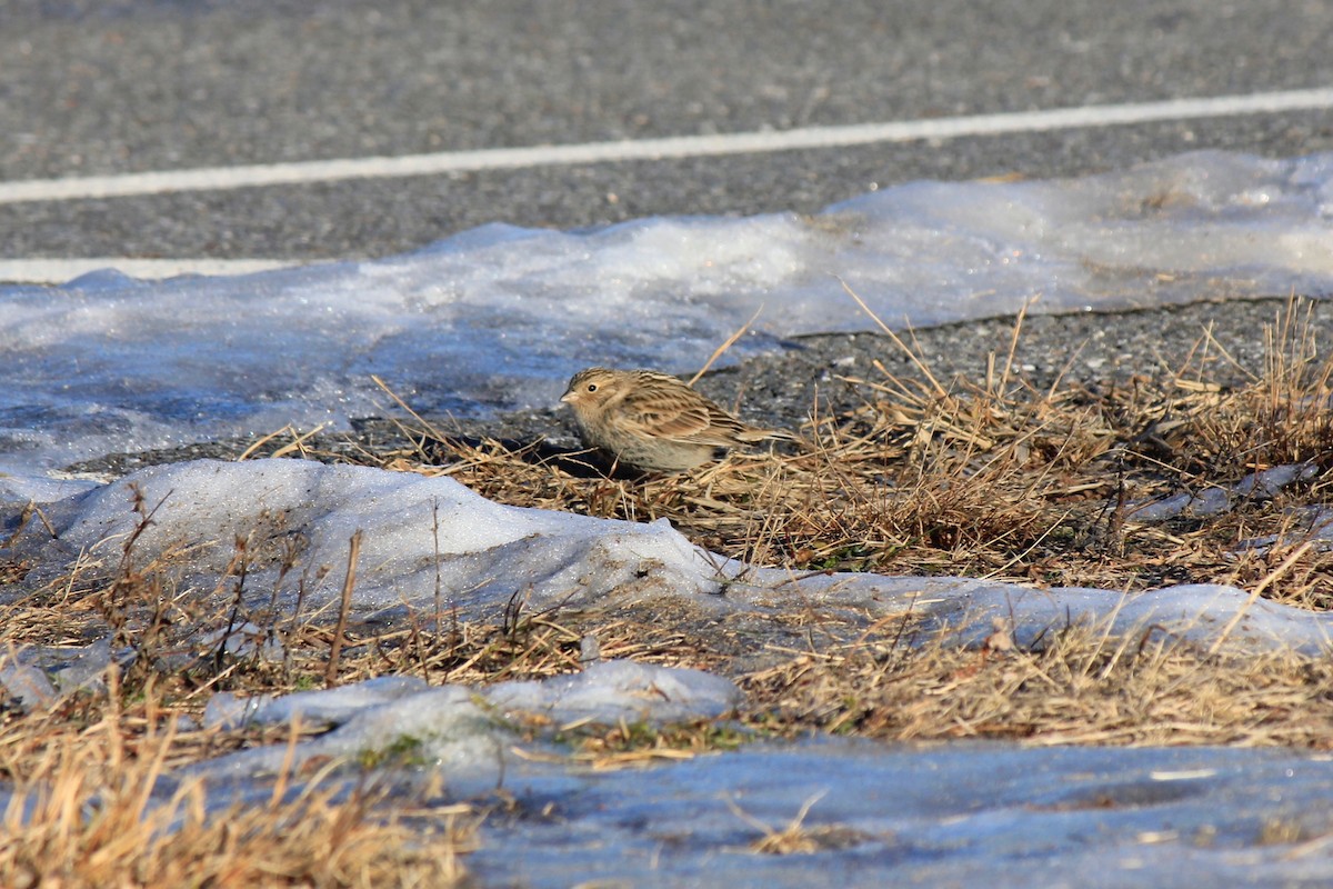 Plectrophane à ventre noir - ML646769200